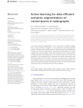 Active learning for data efficient semantic segmentation of canine bones in radiographs
